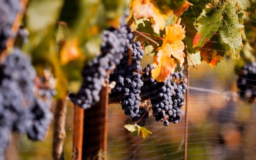 Chrysalis Vineyards TV 2