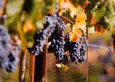 Chrysalis Vineyards TV 2