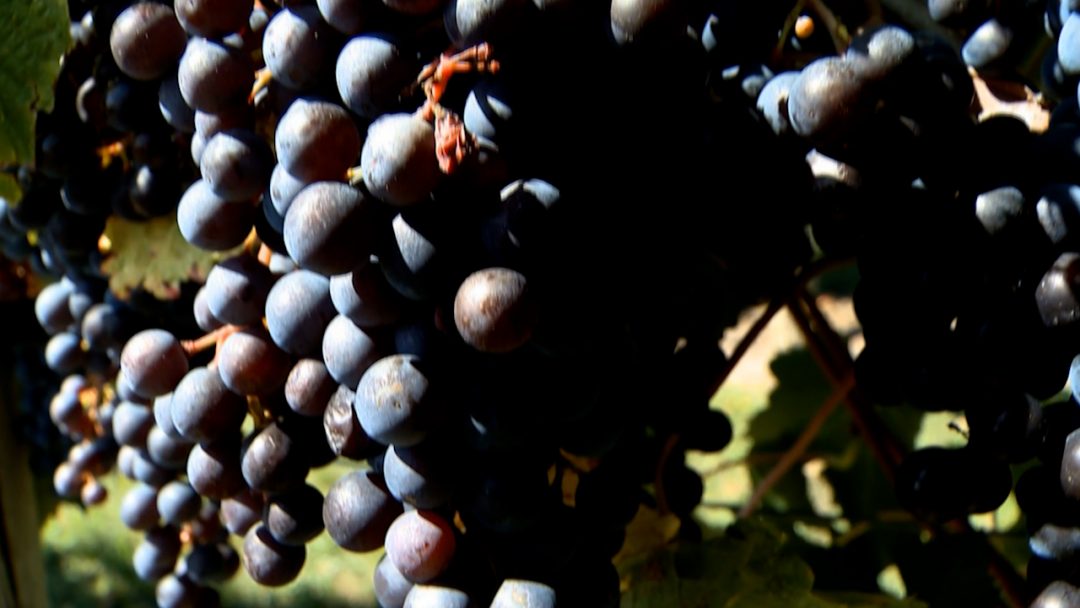 Chrysalis Vineyards TV3