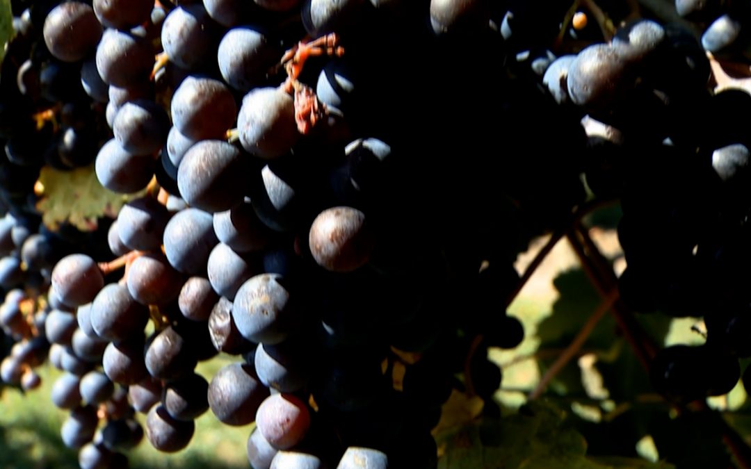 Chrysalis Vineyards TV 3