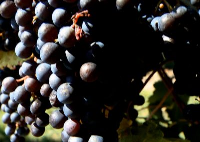 Chrysalis Vineyards TV 3