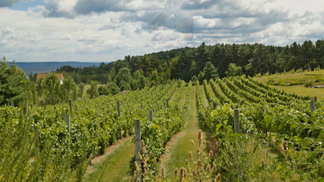 Chrysalis Vineyards TV 4