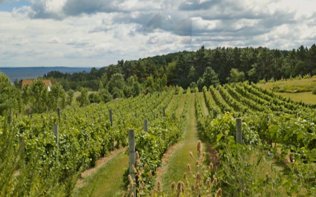 Chrysalis Vineyards TV 4