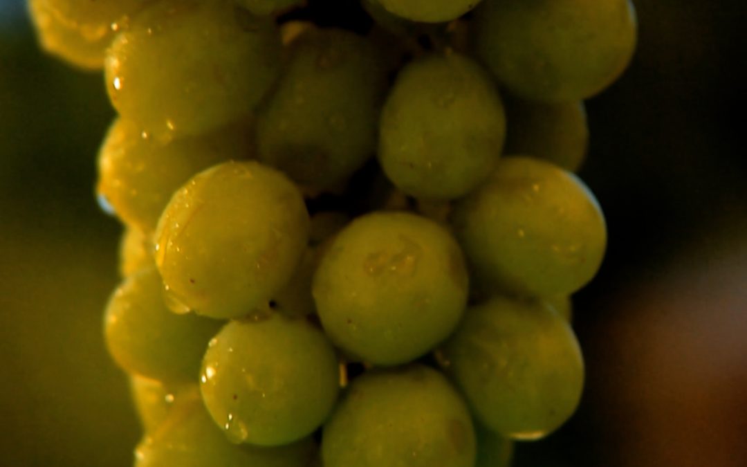 Chrysalis Vineyards TV 1