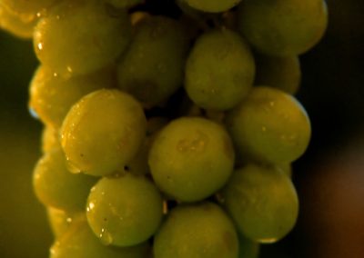 Chrysalis Vineyards TV 1